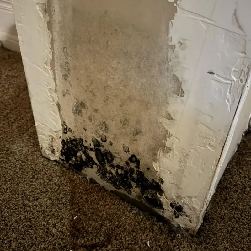 Professional Mold Removal in Trenton, MI